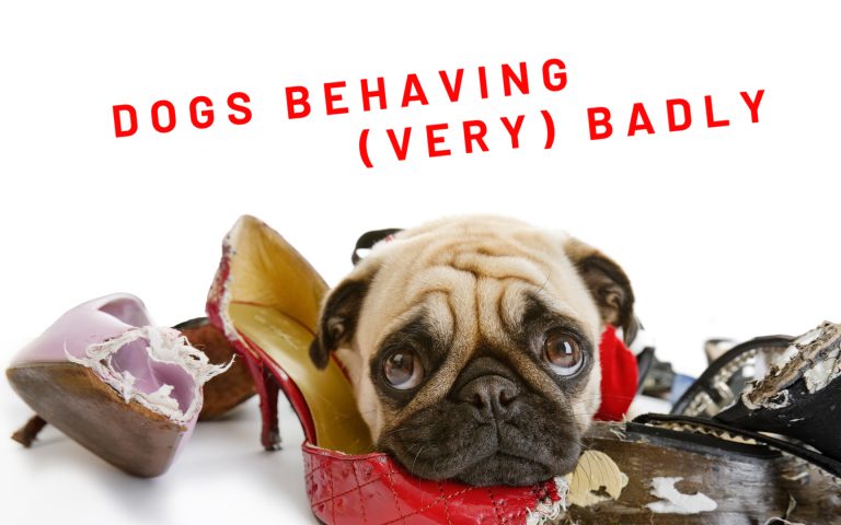 Dogs Behaving Very Badly