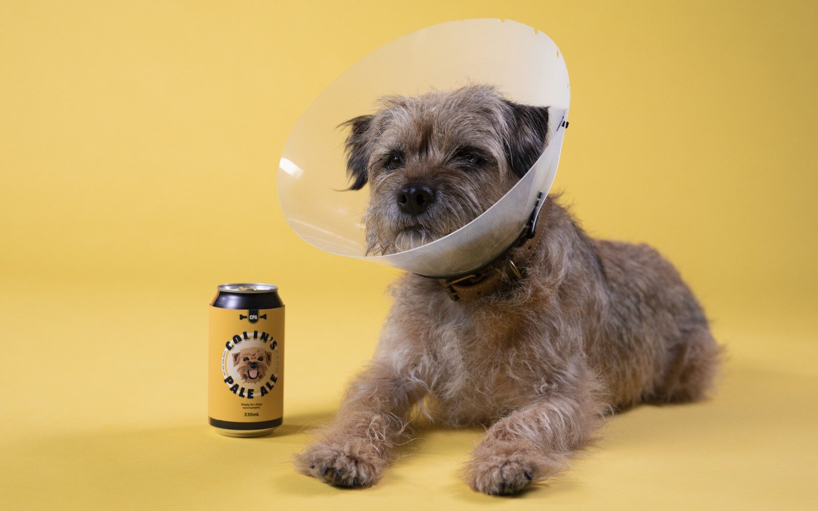 Binge releases a beer for dogs in celebration of hit Aussie series